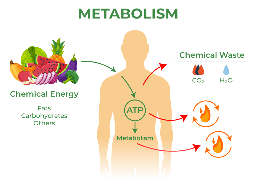 slow metabolism