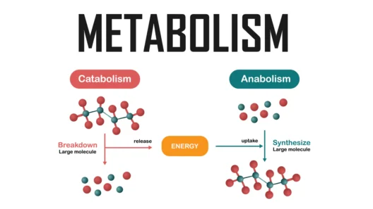 types of metabolism: anabolism vs catabolism infographic image