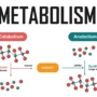 types of metabolism: anabolism vs catabolism infographic image