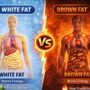 white fat vs brown fat
