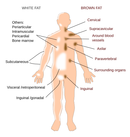 white vs brown fat