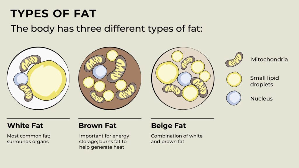 brown fat
