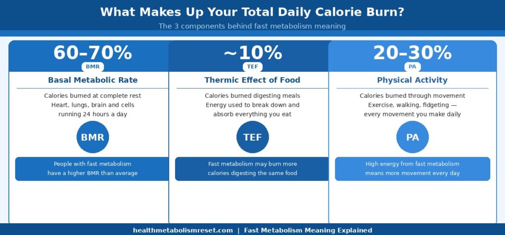 fast metabolism meaning showing BMR thermic effect and physical activity breakdown