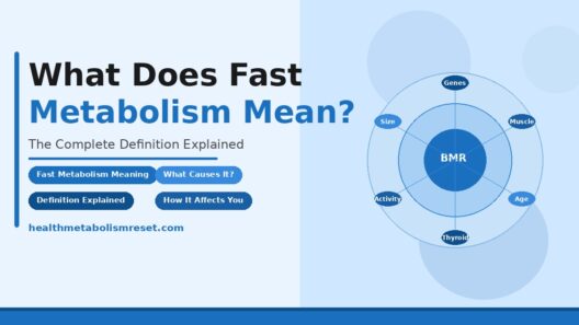 What does fast metabolism mean full explanation with diagram showing BMR and factors like genes, muscle, age, thyroid, and activity.